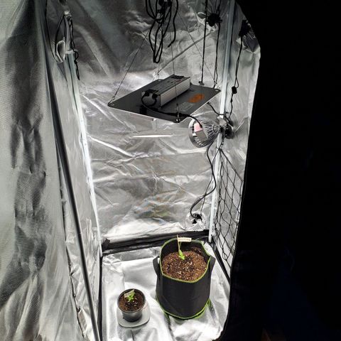 Auto Candy Bubatz XL growlog photo: Umzug in eine kontrollierte Umgebung 