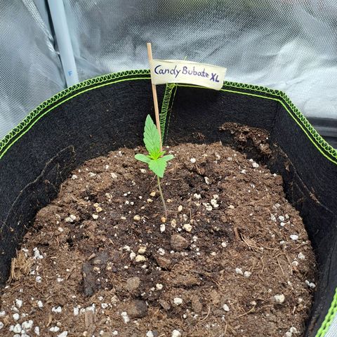 Auto Candy Bubatz XL growlog timeline photo