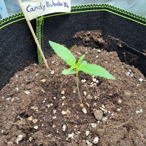 Auto Candy Bubatz XL growlog timeline photo