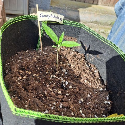 Auto Candy Bubatz XL growlog photo: Vorerst nach draußen gebracht. Im Growzelt Dachboden ist die Temperatur bei 32 Grad und Luftfeuchtigkeit von 40-45% 😶 
Da stehn die Ladies draußen besser..
