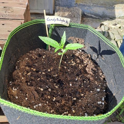 Auto Candy Bubatz XL growlog timeline photo