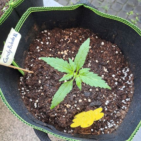 Auto Candy Bubatz XL growlog timeline photo