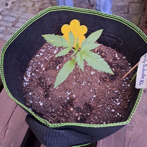 Auto Candy Bubatz XL growlog timeline photo