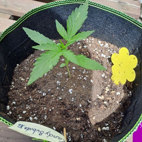 Auto Candy Bubatz XL growlog timeline photo