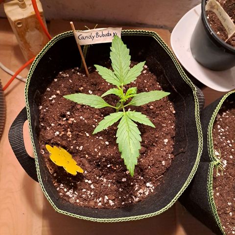 Auto Candy Bubatz XL growlog timeline photo