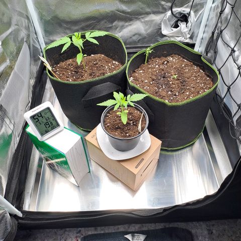 Auto Candy Bubatz XL growlog timeline photo