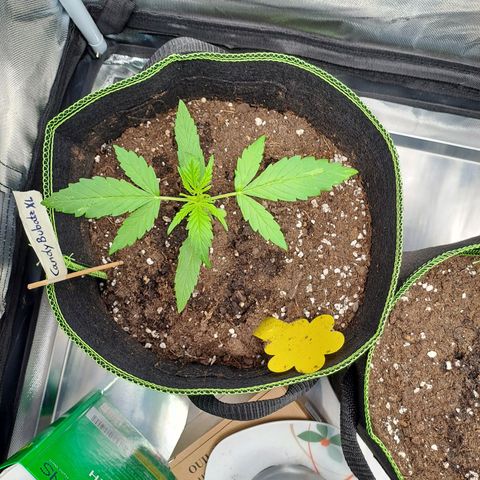Auto Candy Bubatz XL growlog timeline photo