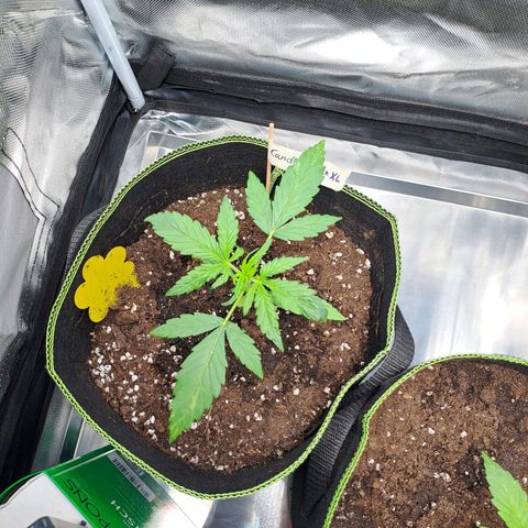 Auto Candy Bubatz XL growlog timeline photo