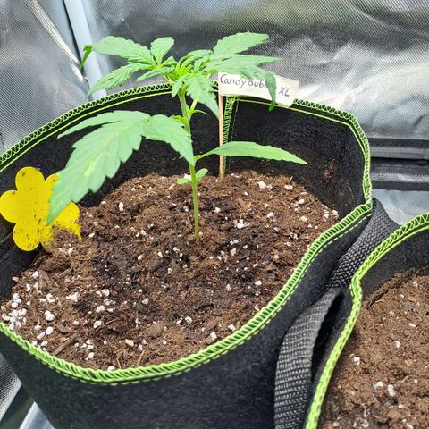 Auto Candy Bubatz XL growlog timeline photo