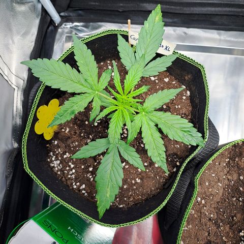 Auto Candy Bubatz XL growlog timeline photo
