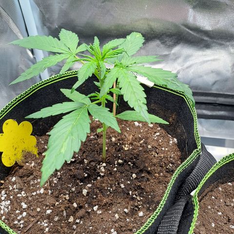 Auto Candy Bubatz XL growlog timeline photo
