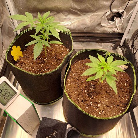 Auto Candy Bubatz XL growlog timeline photo