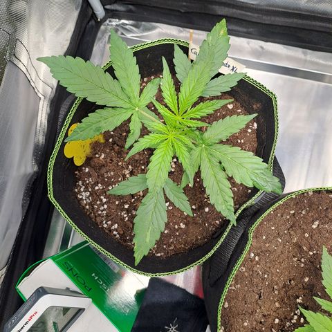 Auto Candy Bubatz XL growlog timeline photo