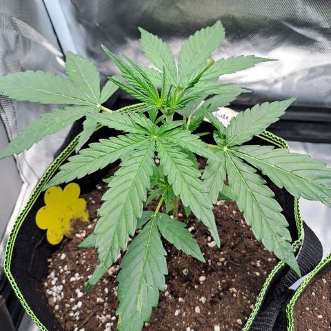 Auto Candy Bubatz XL growlog timeline photo