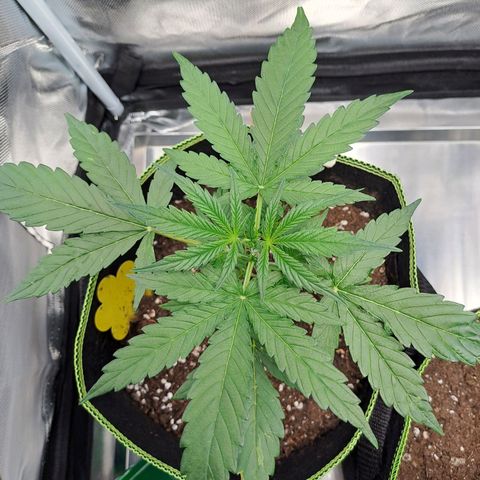 Auto Candy Bubatz XL growlog timeline photo