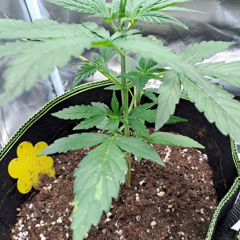 Auto Candy Bubatz XL growlog timeline photo