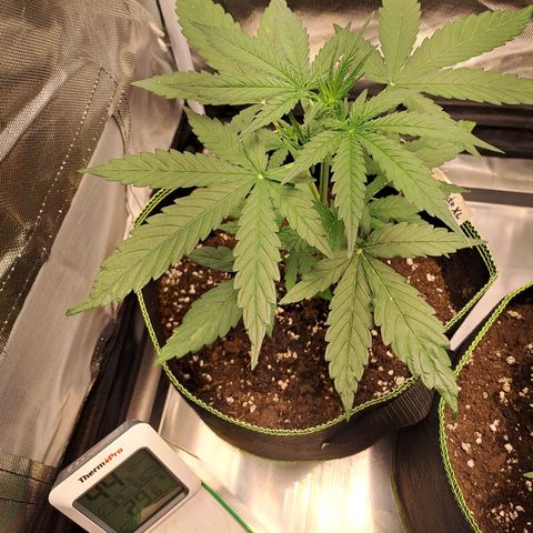 Auto Candy Bubatz XL growlog timeline photo