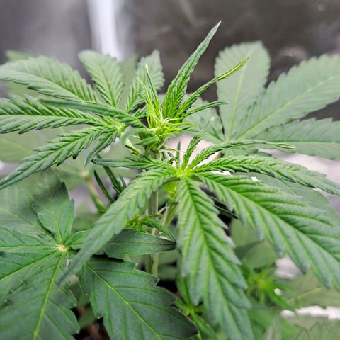Auto Candy Bubatz XL growlog timeline photo