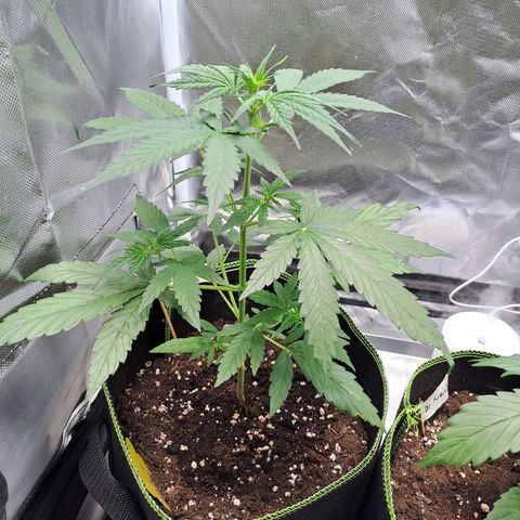 Auto Candy Bubatz XL growlog timeline photo