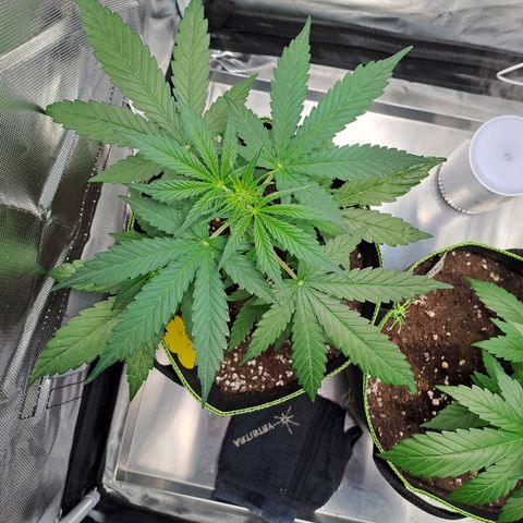Auto Candy Bubatz XL growlog timeline photo