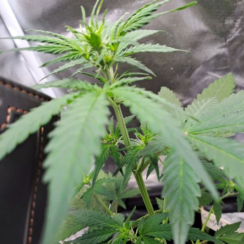 Auto Candy Bubatz XL growlog timeline photo