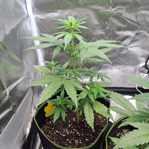 Auto Candy Bubatz XL growlog timeline photo