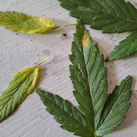 Auto Candy Bubatz XL growlog timeline photo