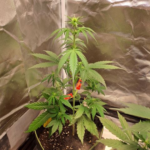 Auto Candy Bubatz XL growlog timeline photo