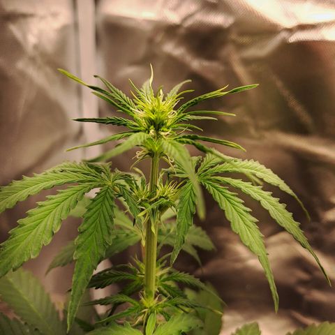 Auto Candy Bubatz XL growlog timeline photo