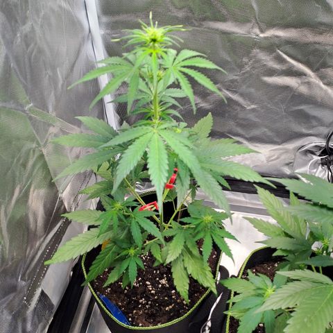 Auto Candy Bubatz XL growlog timeline photo