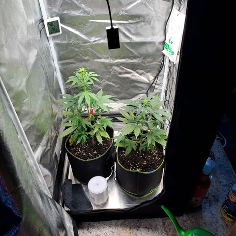 Auto Candy Bubatz XL growlog timeline photo