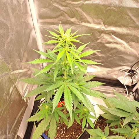 Auto Candy Bubatz XL growlog timeline photo