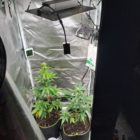 Auto Candy Bubatz XL growlog timeline photo