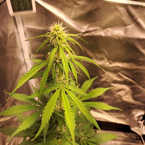 Auto Candy Bubatz XL growlog timeline photo