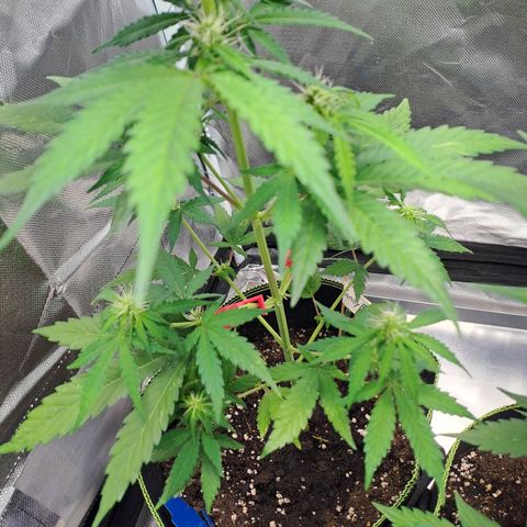 Auto Candy Bubatz XL growlog timeline photo