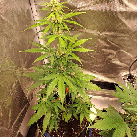 Auto Candy Bubatz XL growlog timeline photo