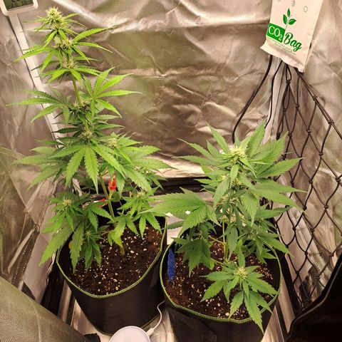 Auto Candy Bubatz XL growlog timeline photo