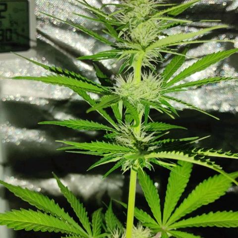 Auto Candy Bubatz XL growlog timeline photo