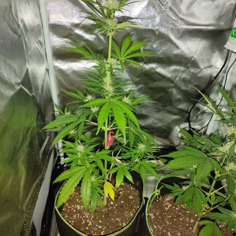 Auto Candy Bubatz XL growlog timeline photo