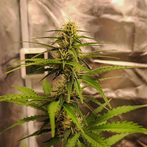 Auto Candy Bubatz XL growlog timeline photo