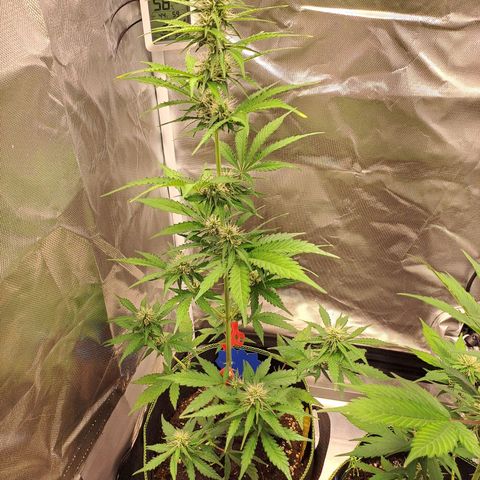 Auto Candy Bubatz XL growlog timeline photo