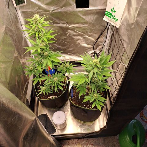 Auto Candy Bubatz XL growlog timeline photo