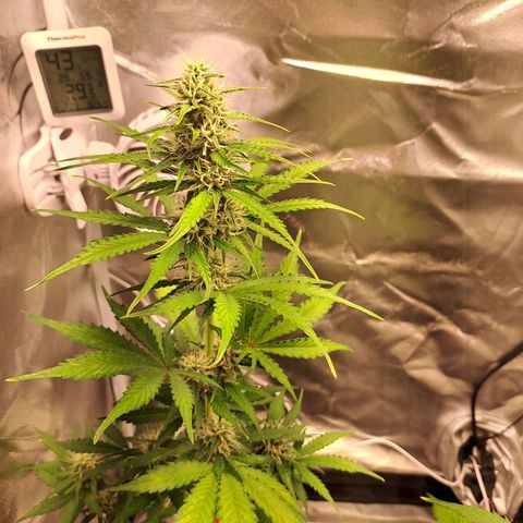 Auto Candy Bubatz XL growlog timeline photo