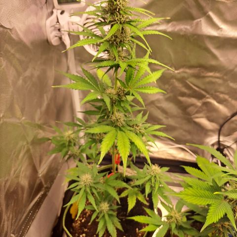 Auto Candy Bubatz XL growlog timeline photo