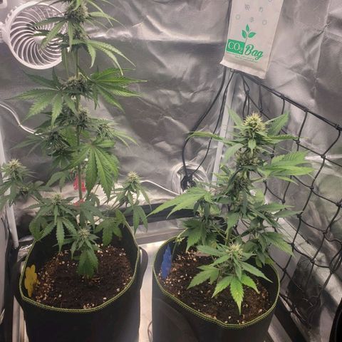 Auto Candy Bubatz XL growlog timeline photo