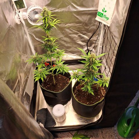 Auto Candy Bubatz XL growlog timeline photo