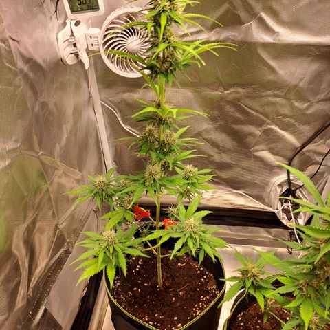 Auto Candy Bubatz XL growlog timeline photo