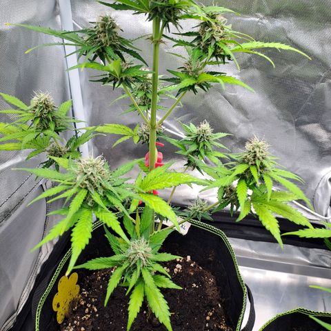 Auto Candy Bubatz XL growlog timeline photo