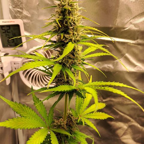 Auto Candy Bubatz XL growlog timeline photo