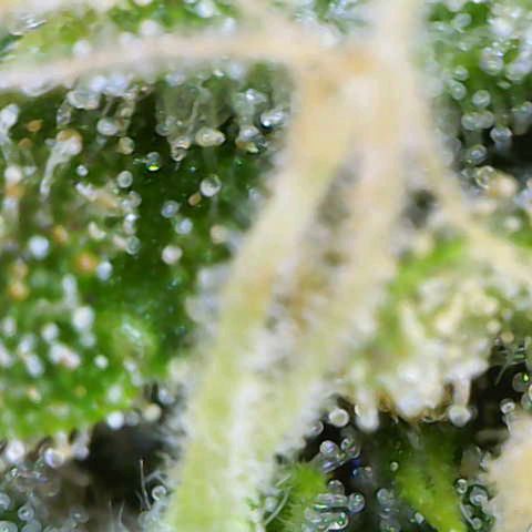 Auto Candy Bubatz XL growlog timeline photo
